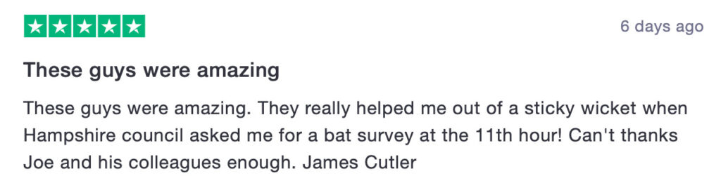 Bat Survey Hampshire